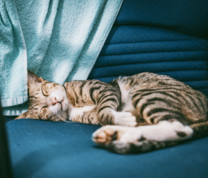 Foto – Pexels / Fox
