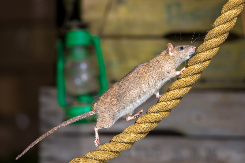 Rattus norvegicus foto CreativeNature nl